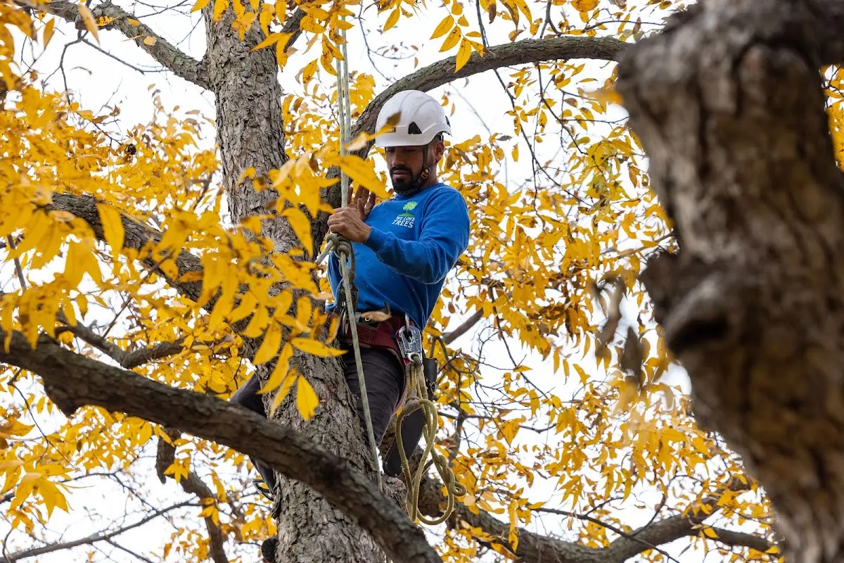 Skilled Storm Damage Cleanup crew working in Bent